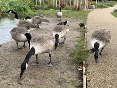 Branta canadensis