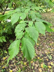 Ulmus