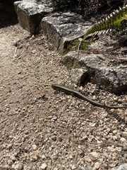 Plestiodon japonicus