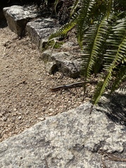 Plestiodon japonicus