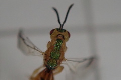 Bootanomyia
