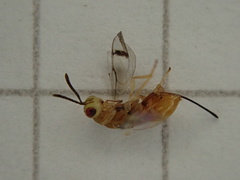 Bootanomyia