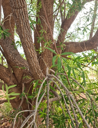 Image of Alstonia actinophylla by (c) Ben Lewis, some rights reserved (CC BY)