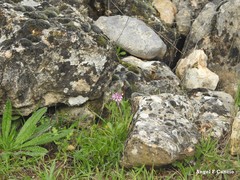 Echium vulgare pustulatum