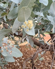 Eucalyptus pruinosa