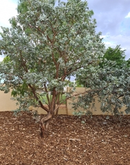 Eucalyptus pruinosa