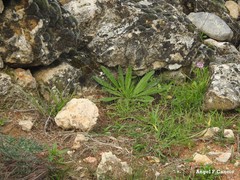 Echium vulgare pustulatum