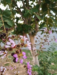 Lagerstroemia speciosa