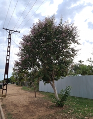 Lagerstroemia speciosa