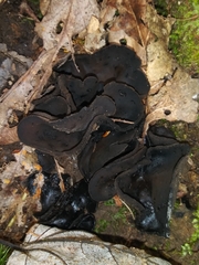 Wynnea americana