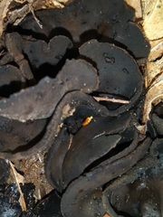 Wynnea americana
