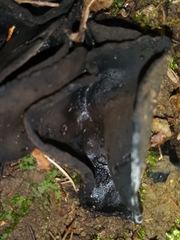 Wynnea americana