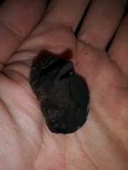 Wynnea americana
