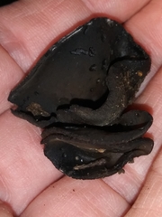 Wynnea americana