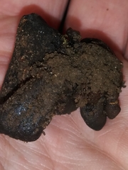 Wynnea americana