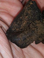 Wynnea americana
