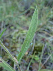 Centaurea jacea timbalii