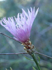 Centaurea jacea timbalii