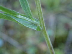 Centaurea jacea timbalii