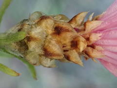 Centaurea jacea timbalii