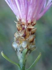 Centaurea jacea timbalii