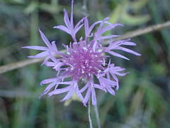 Centaurea jacea timbalii