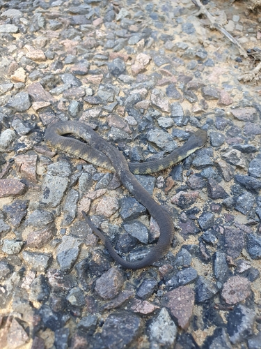 Tiger Snake sighting