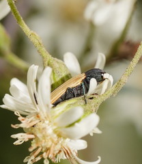 Castiarina fossoria