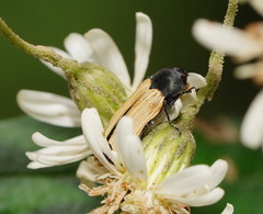 Castiarina fossoria