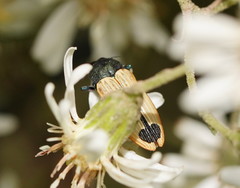 Castiarina fossoria