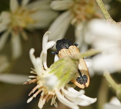 Castiarina fossoria