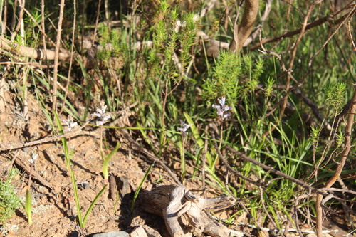 Lachenalia mediana