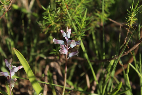 Lachenalia mediana