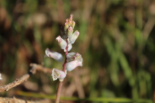 Image of Lachenalia mediana by (c) Noeleen du Toit, some rights reserved (CC BY-SA)