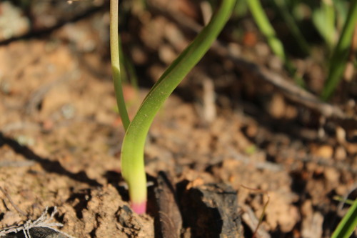 Lachenalia mediana