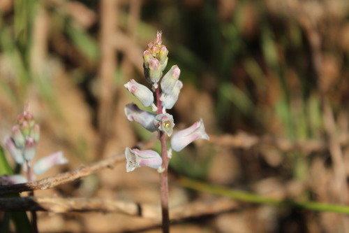 Lachenalia mediana