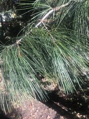 Pinus × schwerinii