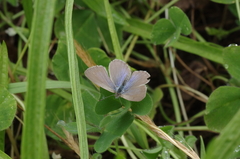 Zizina otis labradus