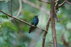 Campylopterus falcatus