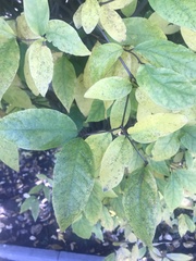 Calycanthus fertilis