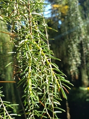 Juniperus rigida