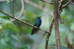 Campylopterus falcatus