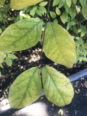 Calycanthus fertilis