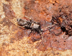 Paronellides