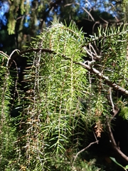 Juniperus rigida