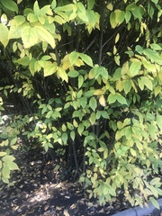 Calycanthus fertilis