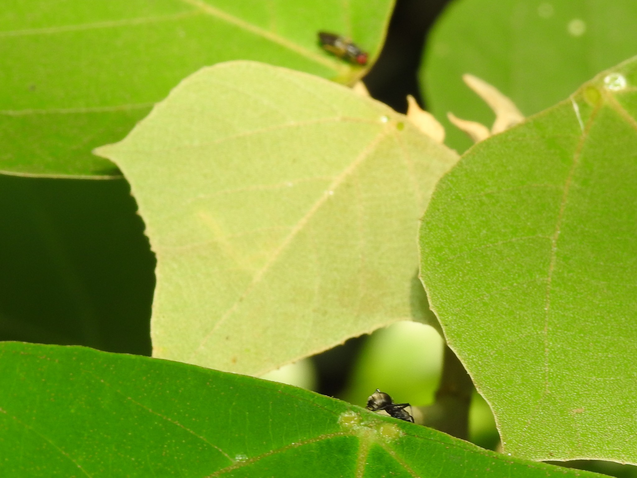 Polyrhachis