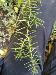 Juniperus rigida