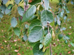 Betula utilis jacquemontii