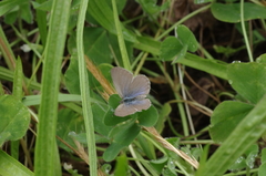 Zizina otis labradus